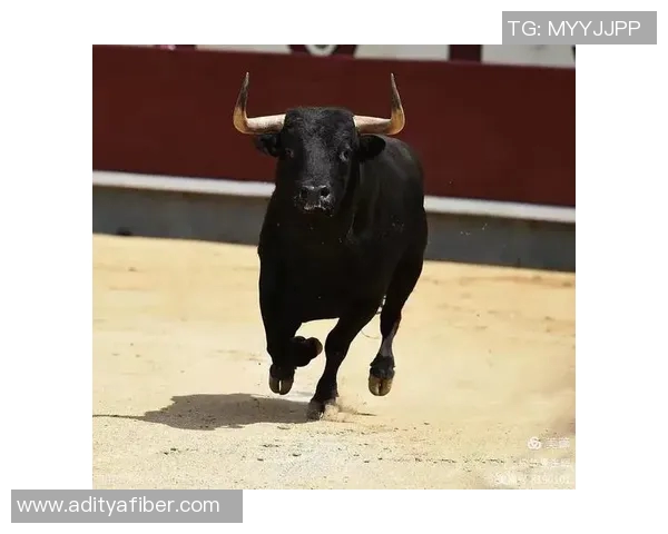 公牛精神与力量象征:探索公牛在文化、体育和历史中的深远影响